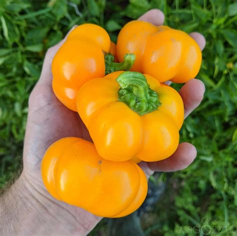 nagyon csípős sárga paprika magok