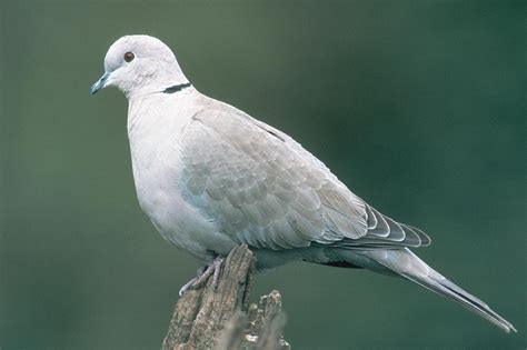 Balkáni gerle elterjedési térképe