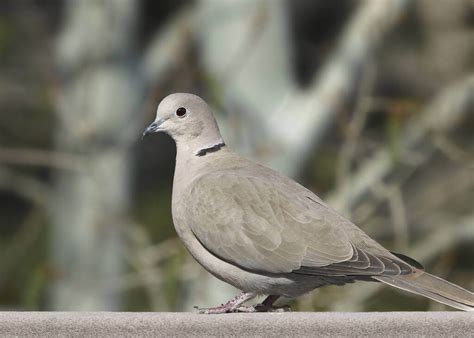 A balkáni gerle különböző alfajainak bemutatása