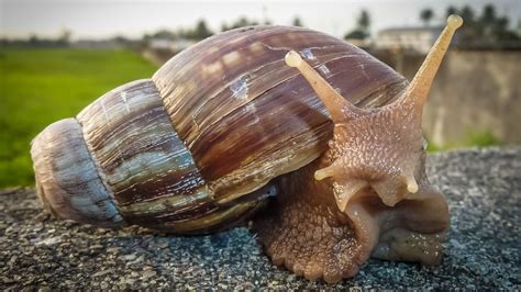 Afrikai óriáscsiga a terráriumban