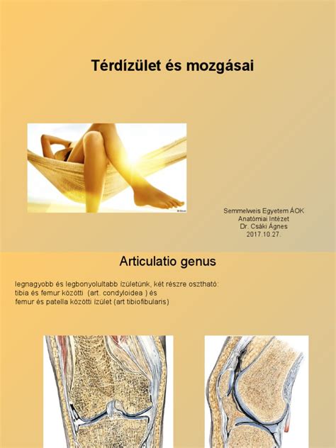 A térdízület és a patella anatómiai elhelyezkedése