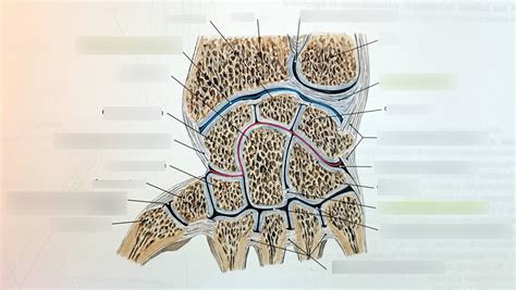 A kéz idegpályáit ábrázoló diagram