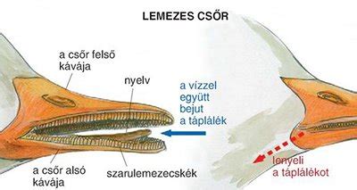 Házi és bolti bébiételek összehasonlítása