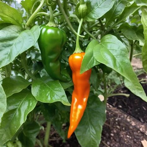 Habanero paprika fajták