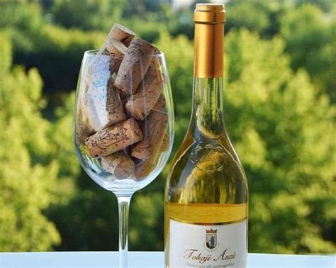 Tokaji Aszú szőlőültetvény