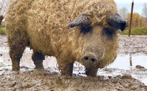 Mangalica húsételek