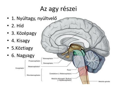 Az agy dopamin rendszere