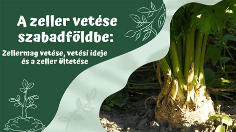 Zeller tápanyagtartalma infographic