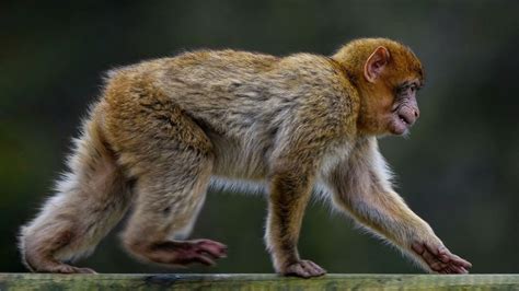 Makákó majom az Ubud Monkey Forestben