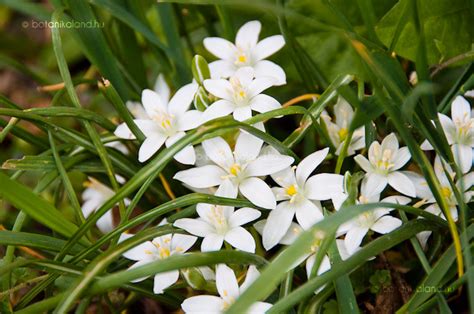 Ernyős madártej sziklakertben