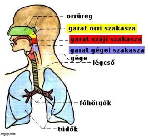 A torok anatómiája. Rajz
