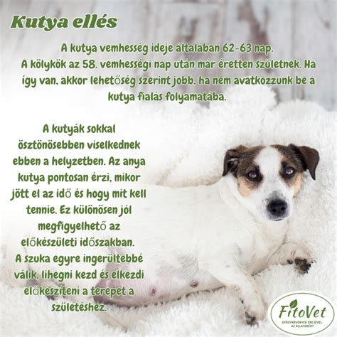 A vemhességi időszak és az ellés megközelítése