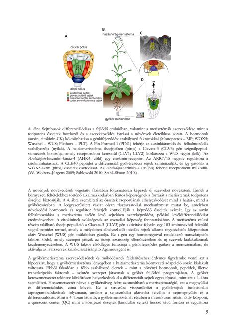 A csiganyálka kinyerésének etikus folyamatát bemutató infografika