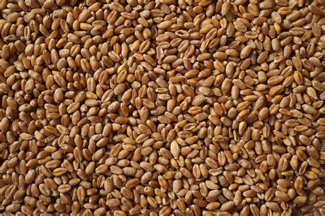 durum búza szem