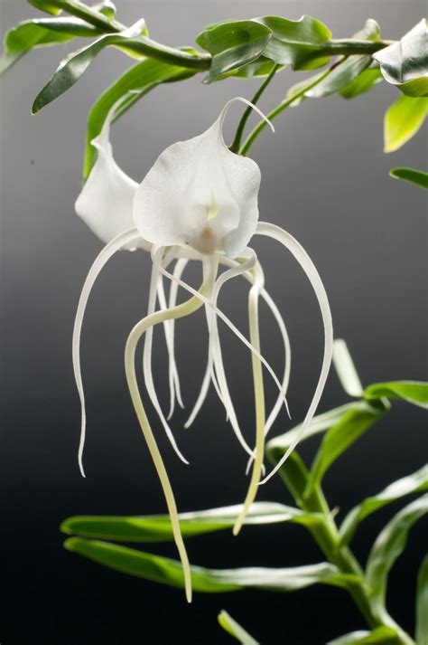 Orchidea csoportok különböző fajtákkal és színekkel egy kiállításon