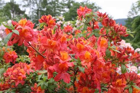 Rododendron virág
