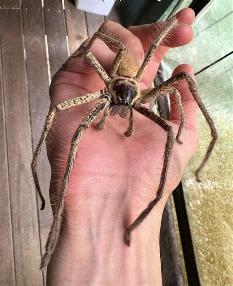Charlotte a pók hálójába írja a 