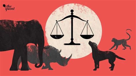 Infografika az állati jogok alapelveiről és az abolicionista megközelítésről