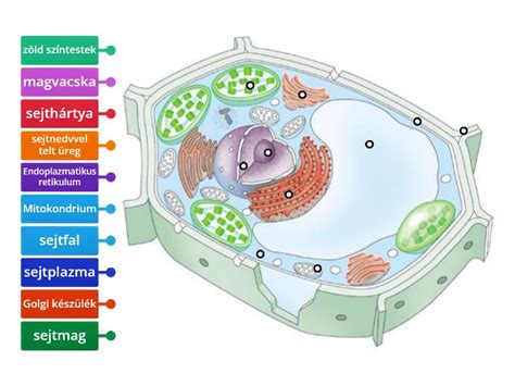 Növényi tápanyagellátás diagram