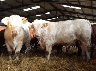Charolais szarvasmarha legelőn