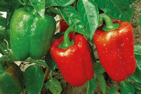 Paprika keresztmetszete a kapszaicint tartalmazó erekkel