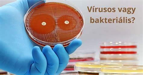 Bakteriális fertőzések a romlott húsban