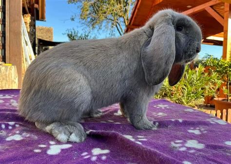 Az óriás kosorrú nyúl származási helyét mutató térkép