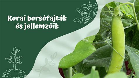Különböző borsófajták