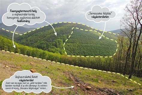 Fenntartható erdőgazdálkodás illusztrációja