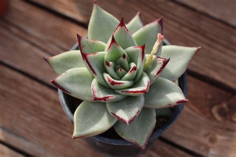 Az amerikai kövirózsa (Echeveria setosa) levelei