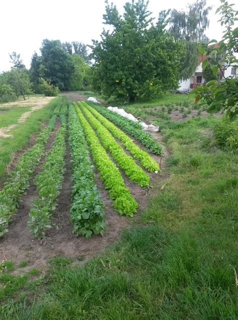 A vegyszermentes vetőmagok eredete és a hazai biominősítés