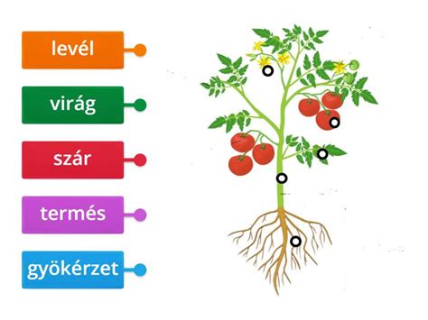 szamóca növény részei és morfológiája