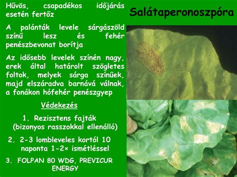 Saláta betegségek elleni védekezés