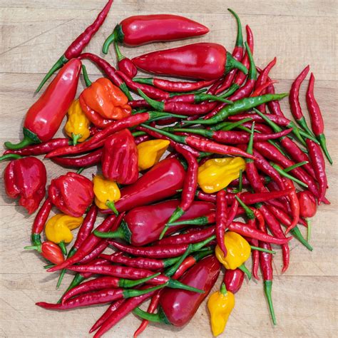 Chili paprika előkészítése szárításhoz