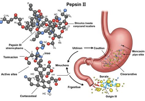 A pepszin 3D szerkezete