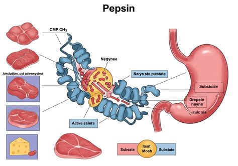 A pepszin működési mechanizmusa
