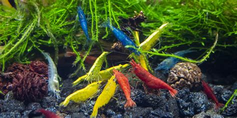 Piros Neocaridina garnélák