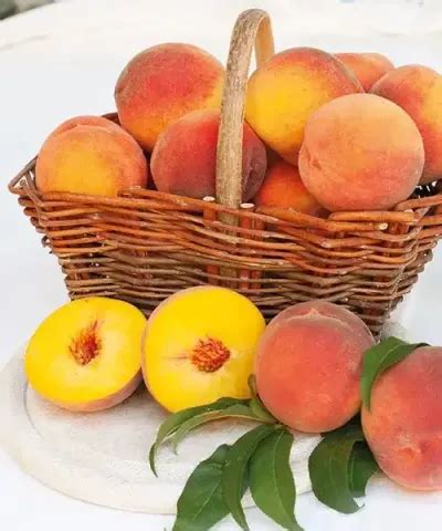 Friss őszibarackok és sárgabarackok egy kosárban