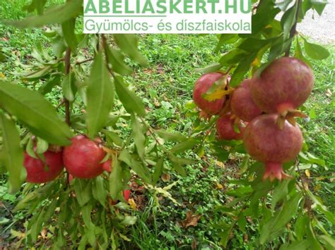 Gránátalma metszet és gránátalmalé