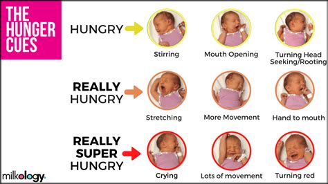 Infographics - baby hunger cues