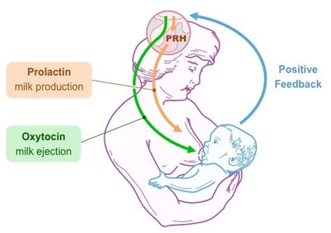 Diagram showing prolactin and oxytocin in breastfeeding