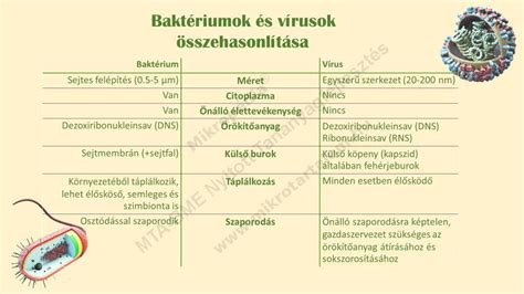 különböző tetoválási méretek összehasonlítása