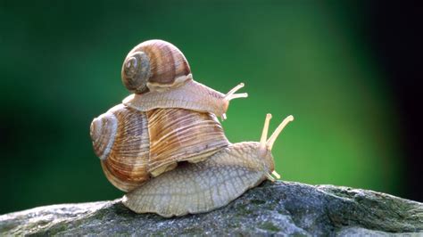 Elkészített éticsiga