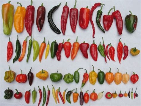 Chili paprika fajták sokszínűsége