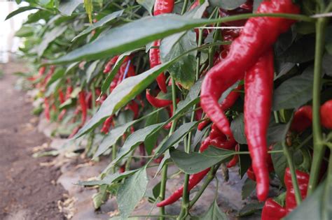 Hosszú termésű cayenne paprika