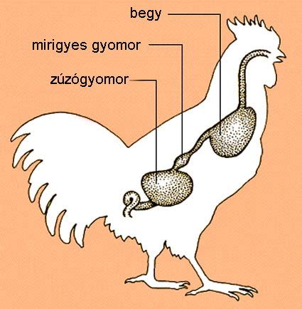 Zúza tisztítása és hártyázása