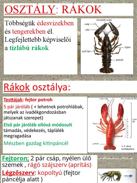 A rákok vázának felépítése