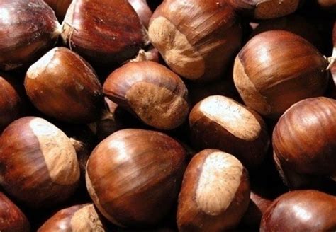 Gesztenye gyümölcsök és levelek