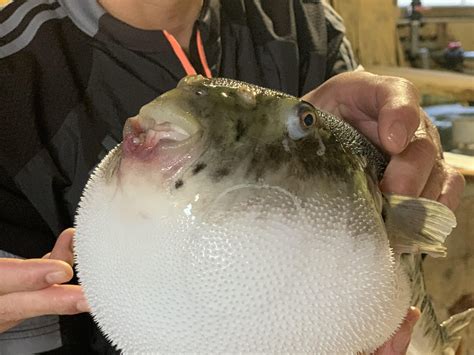 A fugu hal