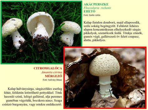 A gyilkos galóca és más mérges gombák